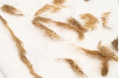 Foto von Textil (NHMW-PRAE-120964)